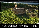 Click image for larger version

Name:	One of my pets.jpg
Views:	231
Size:	360.8 KB
ID:	11372