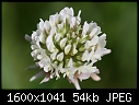 Garden Weeds - Clover-n-bug_5266.jpg (1/1)-clover-n-bug_5266.jpg