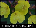 Click image for larger version

Name:	Evening-Primrose_5454.jpg
Views:	248
Size:	68.3 KB
ID:	11412