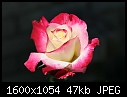 -rose-bicolor_5446.jpg
