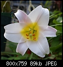 White Lily closeup-lily-whitedsc03109.jpg