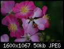 Flowers - Fairy-Rose_5413.jpg (1/1)-fairy-rose_5413.jpg