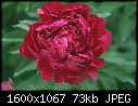Flowers - Peony_5377.jpg (1/1)-peony_5377.jpg