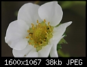 Roses - Wild-Rose_5545.jpg (1/1)-wild-rose_5545.jpg