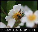 Roses - Flower-Green-Bee_5530.jpg (1/1)-flower-green-bee_5530.jpg