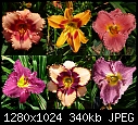 Green Bay Botanic Gardens - U12 Collage from Daylily Repository.jpg (1/1)-u12-collage-daylily-repository.jpg