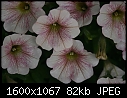 Flowers - Petunnia-White-n-Red_5609.jpg (1/1)-petunnia-white-n-red_5609.jpg