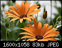 Flowers - Orange-Osteospermum-7.jpg (1/1)-orange-osteospermum-7.jpg