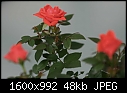 Flowers - Rose-Red-Mini_5663.jpg (1/1)-rose-red-mini_5663.jpg