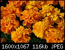 -marigolds-orange.jpg