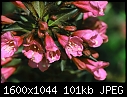 Flowers - Wiegela-7.jpg (1/1)-wiegela-7.jpg