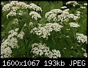 Flowers - Virburnum_5581.jpg (1/1)-virburnum_5581.jpg