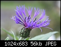 corn flower purple-img_0113-large-.jpg