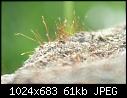 close up moss-img_0477-large-.jpg
