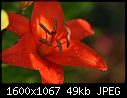 Lilies - Lilies-Red_5688.jpg (1/1)-lilies-red_5688.jpg