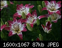 Lilies - Lilies-Stargazer_5695.jpg (1/1)-lilies-stargazer_5695.jpg