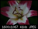 Lilies - Lilies-Stargazer_5697.jpg (1/1)-lilies-stargazer_5697.jpg