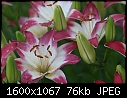 Lilies - Lilies-Stargazer_5715.jpg (1/1)-lilies-stargazer_5715.jpg