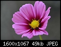 Flowers - Cosmos_5713.jpg (1/1)-cosmos_5713.jpg