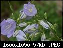 Flowers - Bellflower_5584.jpg (1/1)-bellflower_5584.jpg