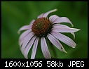 Flowers - Coneflower_5700.jpg (1/1)-coneflower_5700.jpg