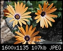 Flowers - Orange-Osteospermum-5.jpg (1/1)-orange-osteospermum-5.jpg