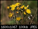 Wildflowers - Kings-Devil_5575.jpg (1/1)-kings-devil_5575.jpg