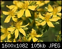 Wildflowers - Yellow-Wildflower.jpg (1/1)-yellow-wildflower.jpg