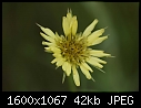 Weed - Yellow-Weed_5667.jpg (1/1)-yellow-weed_5667.jpg