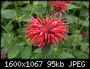 Flowers - Bee-Balm-Red_5831.jpg (1/1)-bee-balm-red_5831.jpg