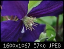 Flowers - Clematis_5790.jpg (1/1)-clematis_5790.jpg
