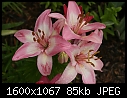 Flowers - Lilies-Pink_5812.jpg (1/1)-lilies-pink_5812.jpg