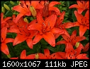 Flowers - Lilies-Red_5814.jpg (1/1)-lilies-red_5814.jpg