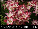 Flowers - Lilies-Lollipop_5809.jpg (1/1)-lilies-lollipop_5809.jpg