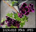 Geranium-geranium-ritas-purplemauve-dsc03200.jpg