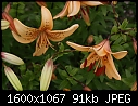 Flowers - Lilies-Oriental_5971.jpg (1/1)-lilies-oriental_5971.jpg