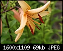 Flowers - Lilies-Oriental_5966.jpg (1/1)-lilies-oriental_5966.jpg
