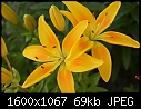 Flowers - Lilies-Yellow_5959.jpg (1/1)-lilies-yellow_5959.jpg
