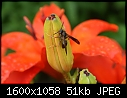 Flowers - Lilies-Wasp_5816.jpg (1/1)-lilies-wasp_5816.jpg