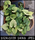 Varigated leaves-variegated-houttuynia-cordata-dsc03204.jpg
