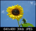 Sunflower-img_1955-small-.jpg