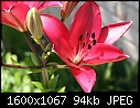 Flowers - Lilies-Dark-Pink_6082.jpg (1/1)-lilies-dark-pink_6082.jpg
