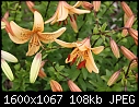 Flowers - Lilies-Oriental_5972.jpg (1/1)-lilies-oriental_5972.jpg