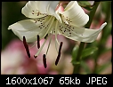 Flowers - Oriental-Lily-White_6028.jpg (1/1)-oriental-lily-white_6028.jpg
