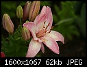 Flowers - Lilies-Pink_5796.jpg (1/1)-lilies-pink_5796.jpg
