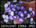 Flowers - Petunias_6080.jpg (1/1)-petunias_6080.jpg