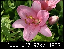 Flowers - Lilies-Pink_light_6138.jpg (1/1)-lilies-pink_light_6138.jpg