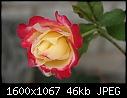 Flowers - Rose-Bicolor-II_5995.jpg (1/1)-rose-bicolor-ii_5995.jpg