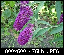 Help Please ID Purple Flower-pplflw1.jpg