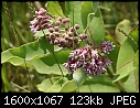 Weeds or Wildflowers - Common-Milkweed_6165.jpg (1/1)-common-milkweed_6165.jpg